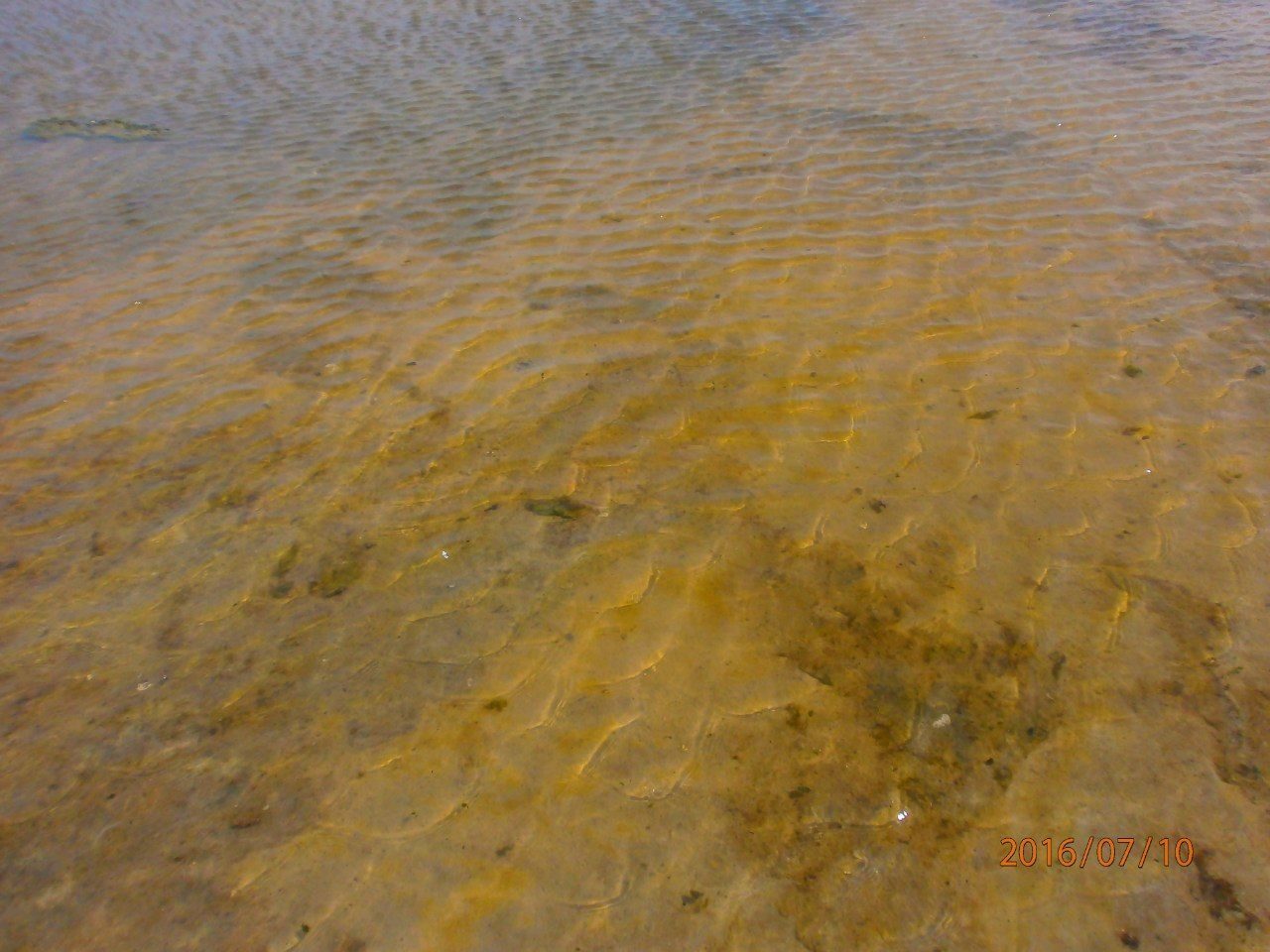Песчаное дно. Зеленоградск Песчаное дно. Мелкое Песчаное дно 4 буквы. Желто коричневая вода
